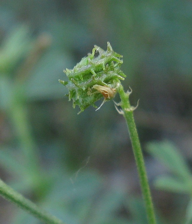 Изображение особи Medicago saxatilis.