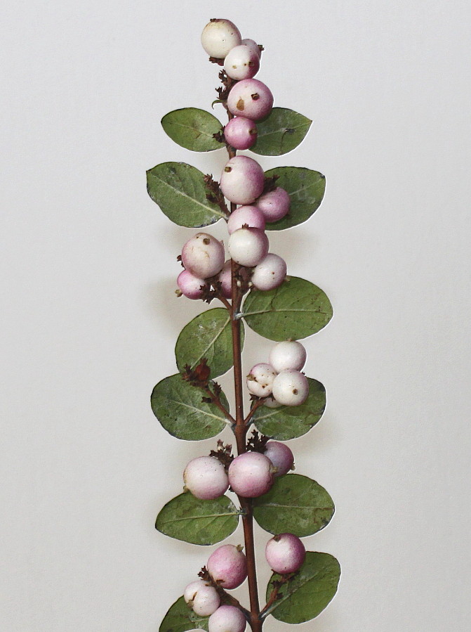 Image of Symphoricarpos × chenaultii specimen.