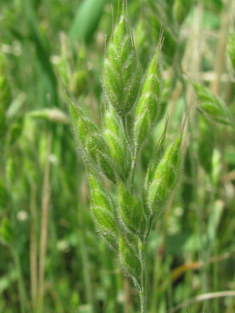 Изображение особи Bromus hordeaceus.