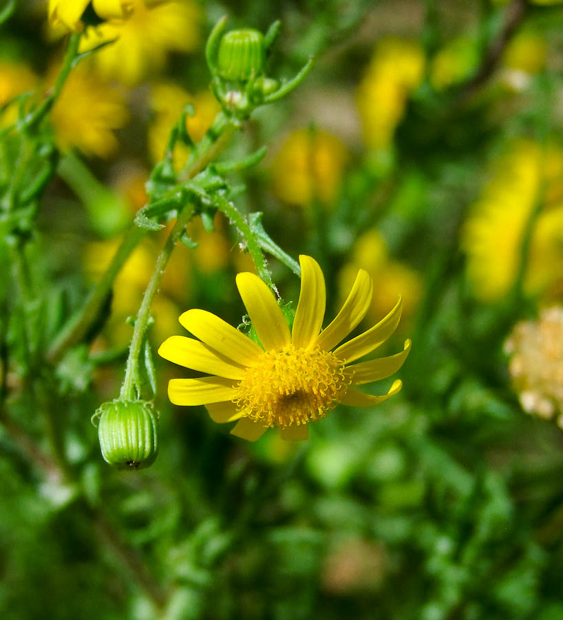 Image of Senecio glaucus ssp. coronopifolius specimen.