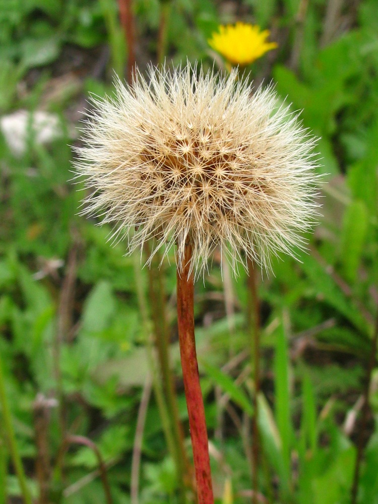 Изображение особи Leontodon hispidus ssp. hastilis.