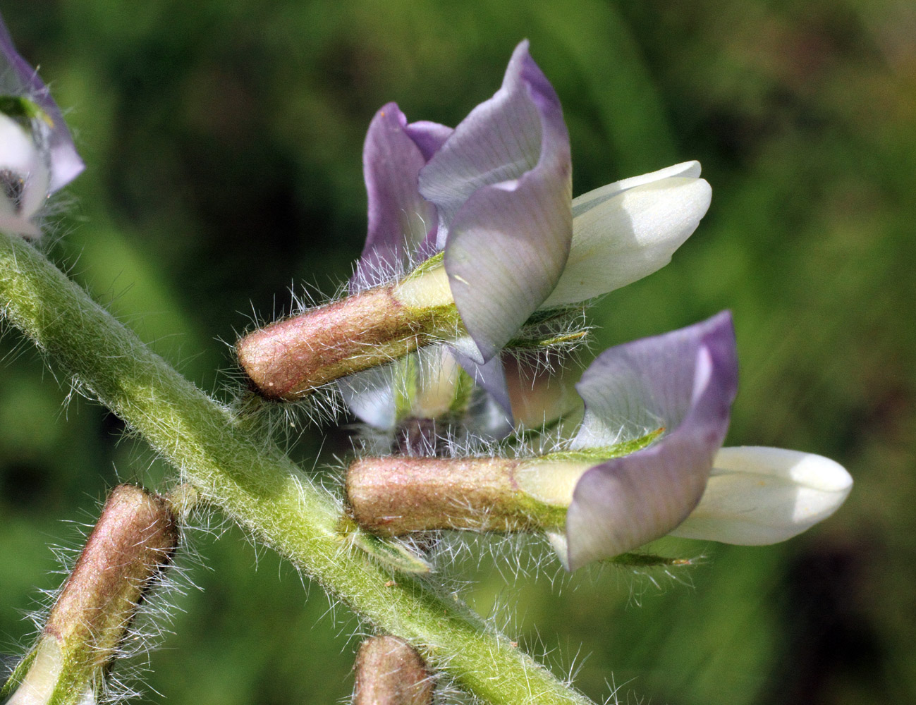 Image of Oxytropis ornata specimen.