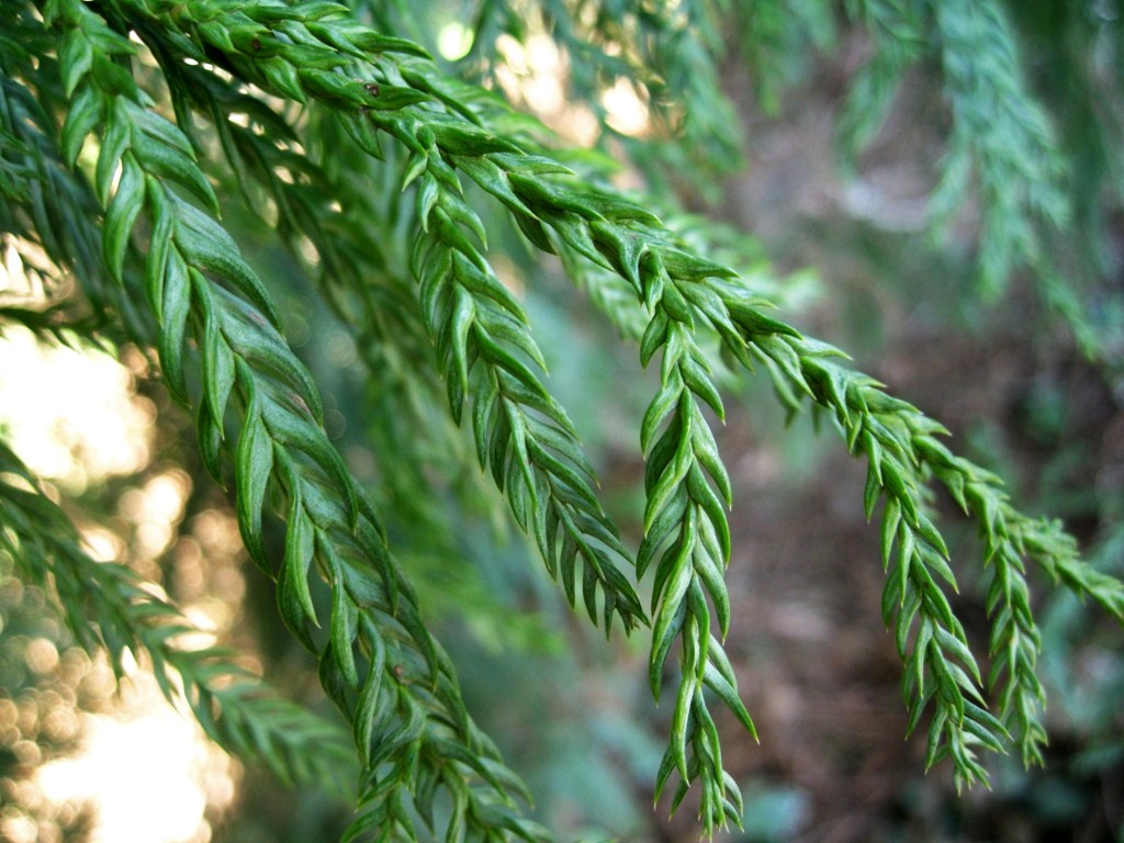 Image of Taiwania cryptomerioides specimen.