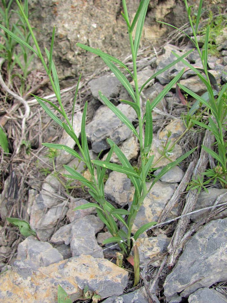 Image of Sisymbrium polymorphum specimen.