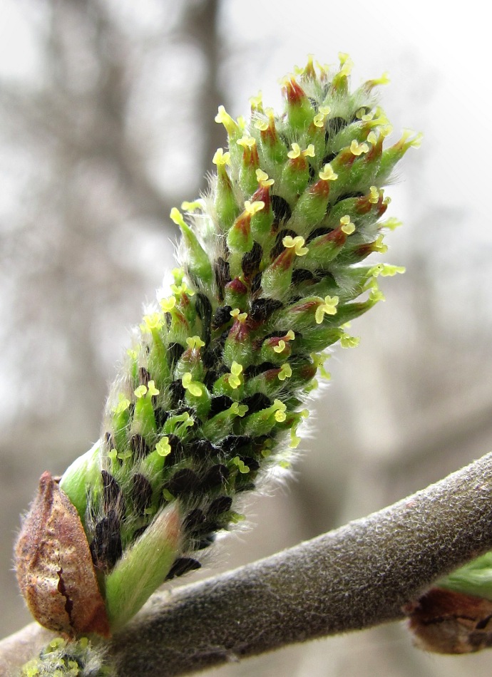 Image of Salix cinerea specimen.