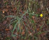 Tragopogon undulatus. Цветущее растение. Крым, окр. Ялты, сосновый лес. 4 июня 2013 г.