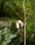 Fritillaria persica