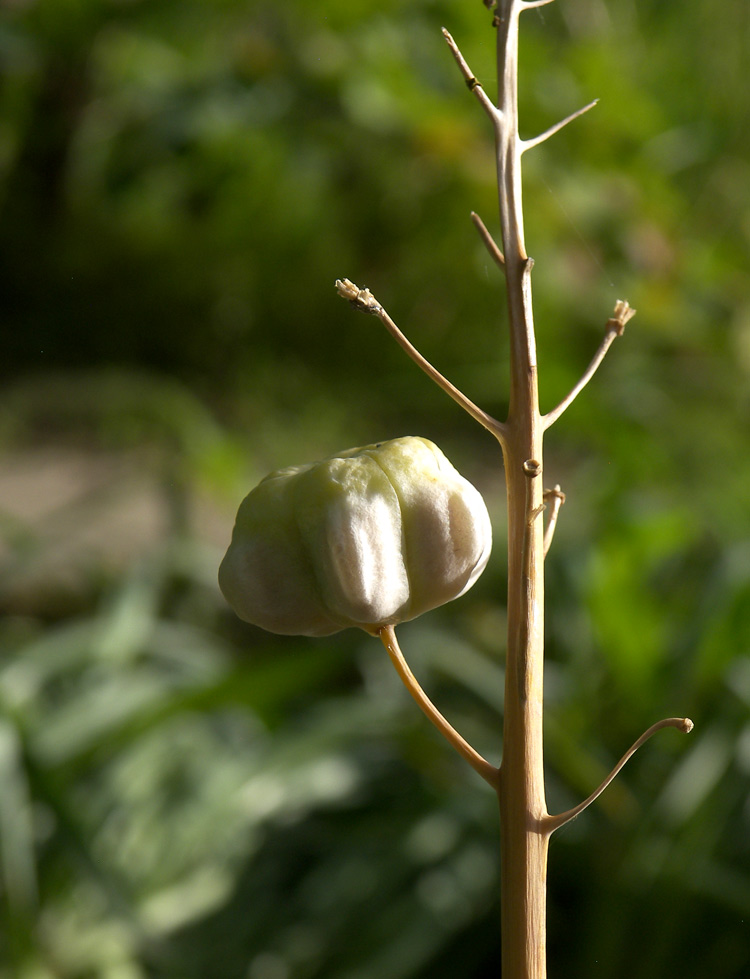 Image of Fritillaria persica specimen.