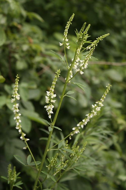 Image of Melilotus albus specimen.