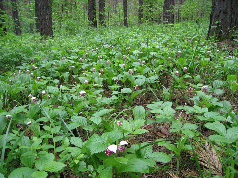 Изображение особи Cypripedium guttatum.