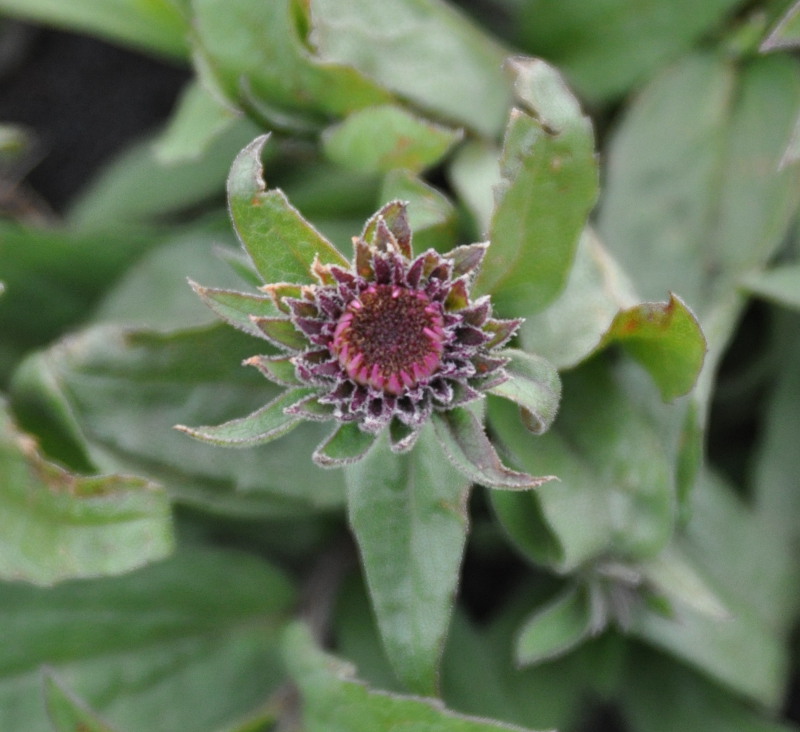 Image of Aster sibiricus specimen.