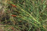 Typha laxmannii