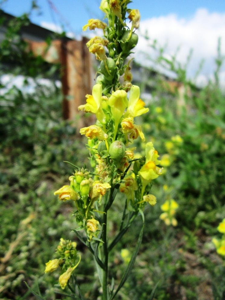 Изображение особи Linaria ruthenica.