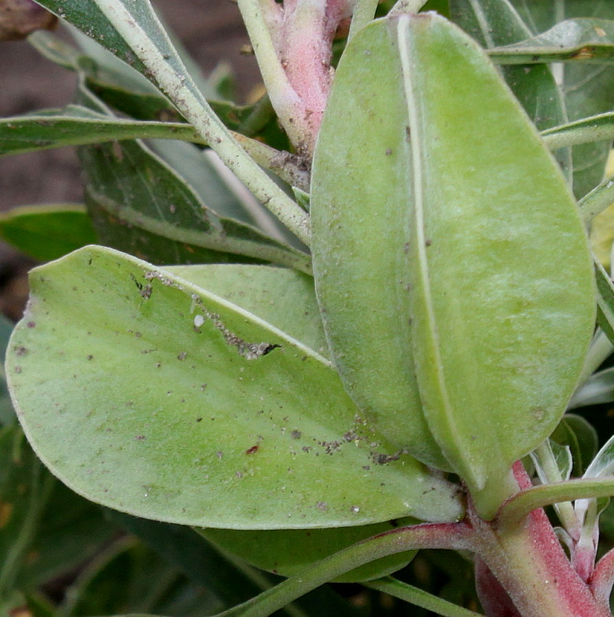 Image of Oenothera macrocarpa specimen.