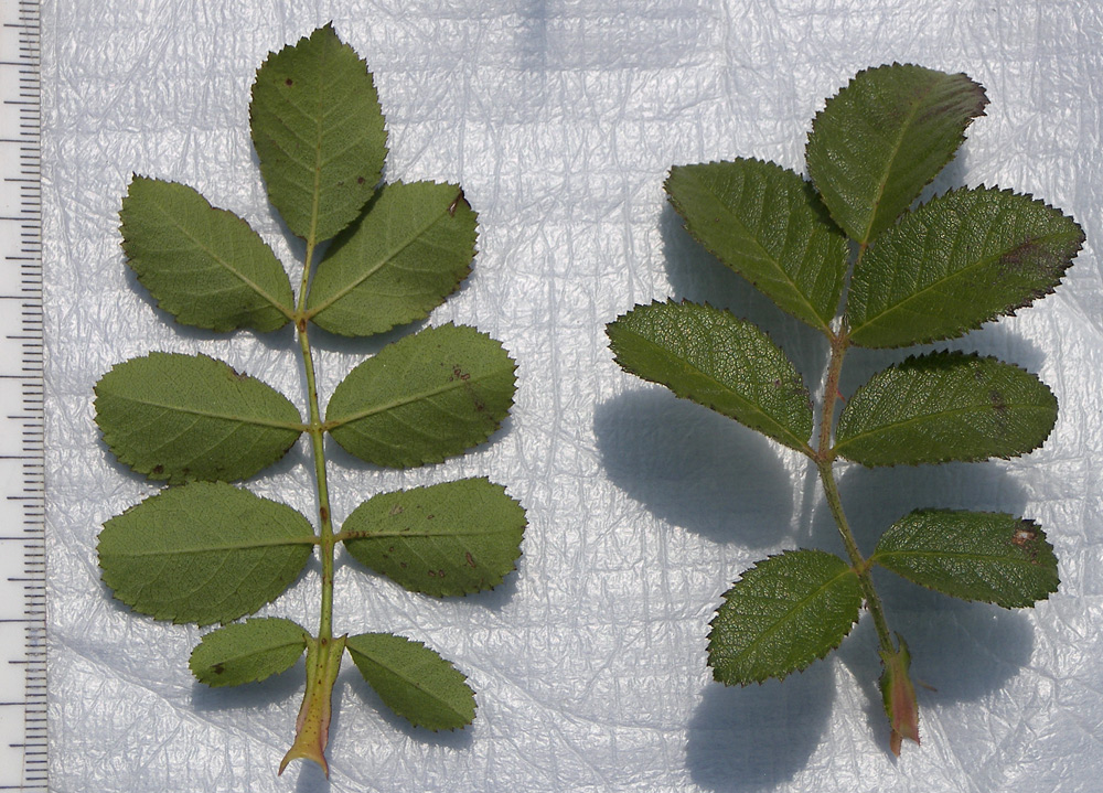 Image of Rosa gallica specimen.