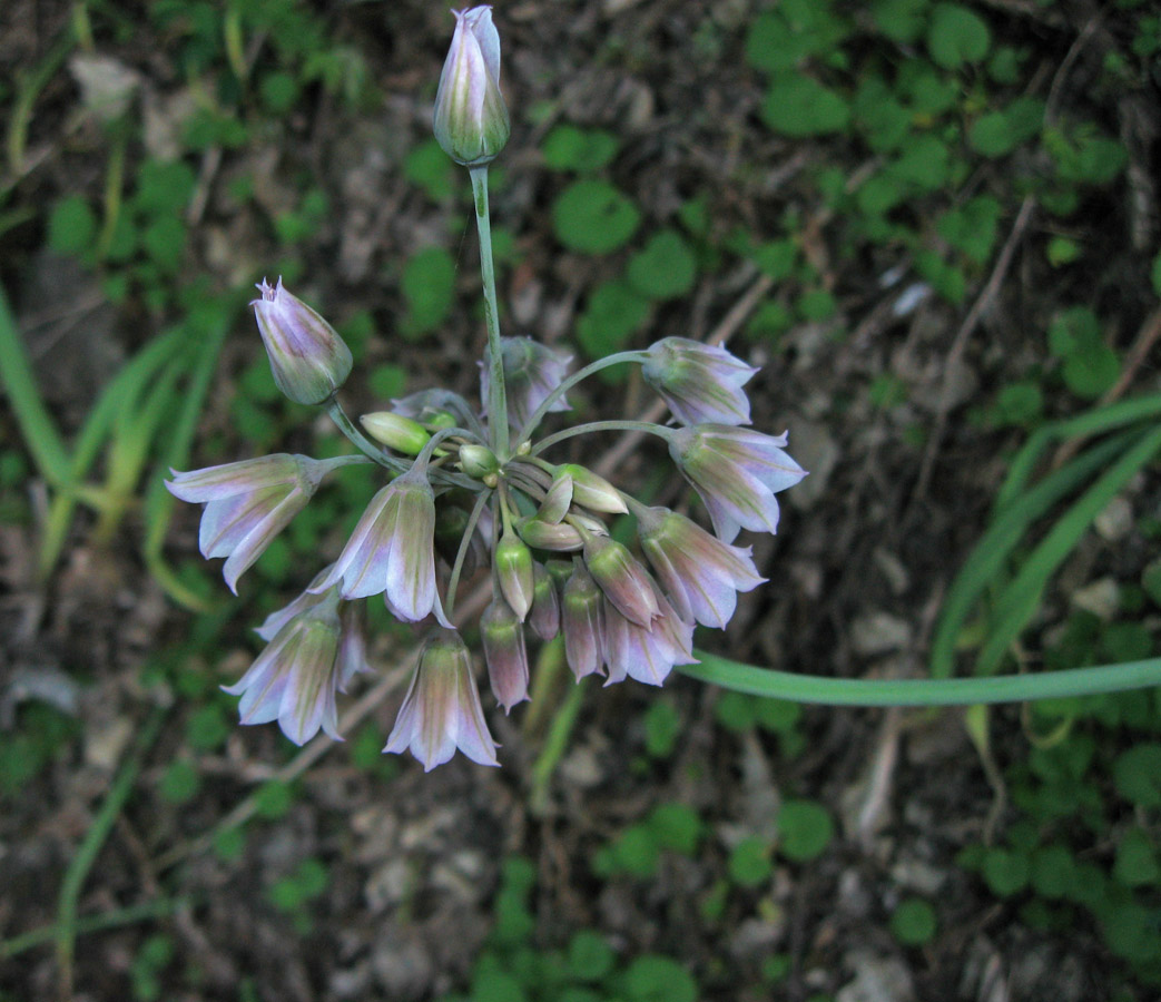 Image of Nectaroscordum bulgaricum specimen.