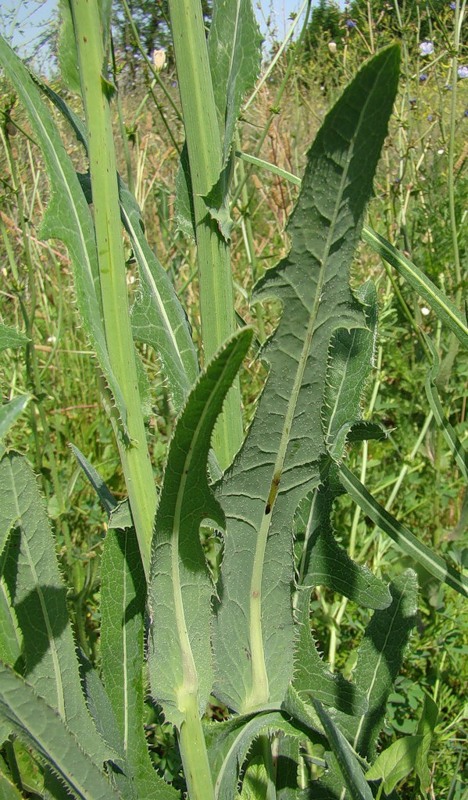 Image of Sonchus arvensis ssp. uliginosus specimen.