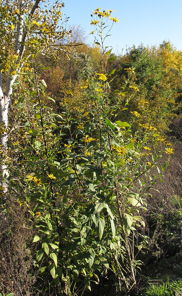 Image of Helianthus tuberosus specimen.