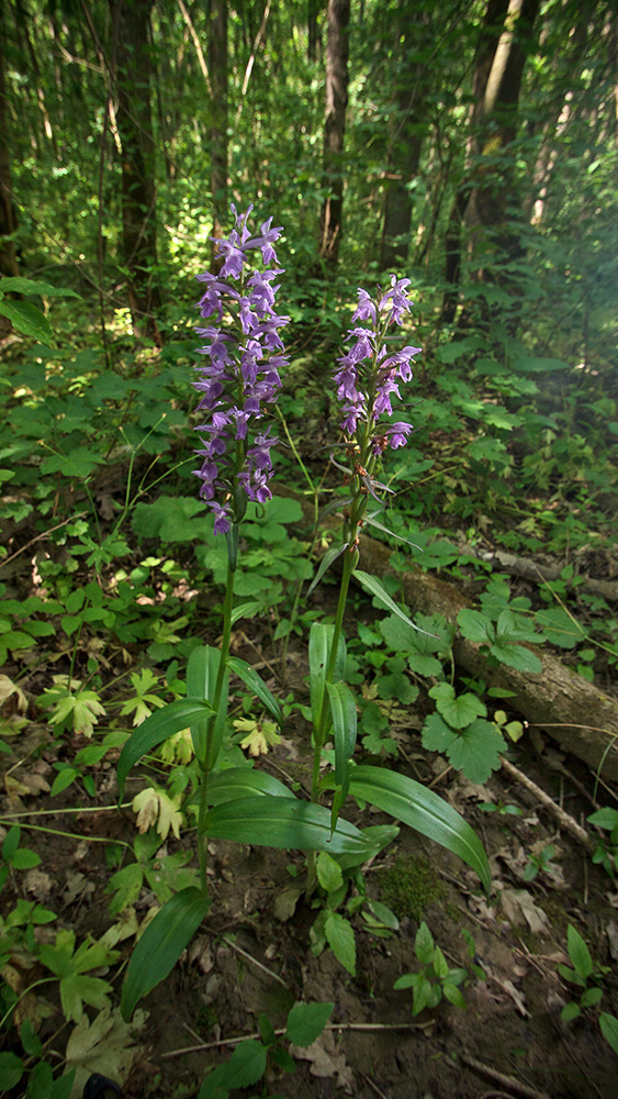 Изображение особи Dactylorhiza urvilleana.