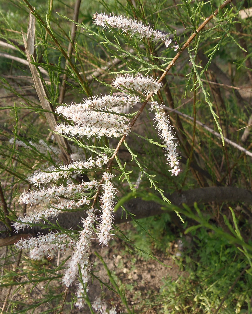 Image of Tamarix ramosissima specimen.