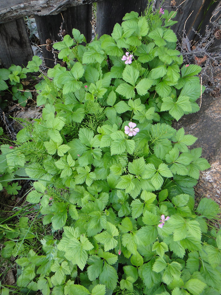 Image of Rubus arcticus specimen.