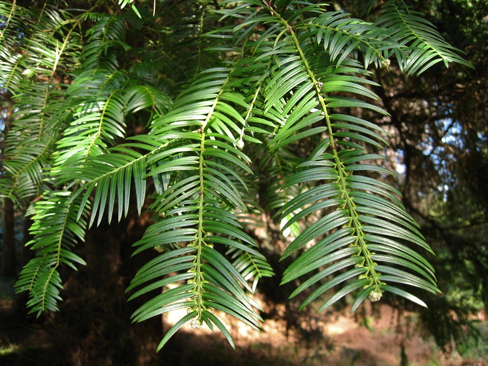 Изображение особи Cephalotaxus harringtonia.