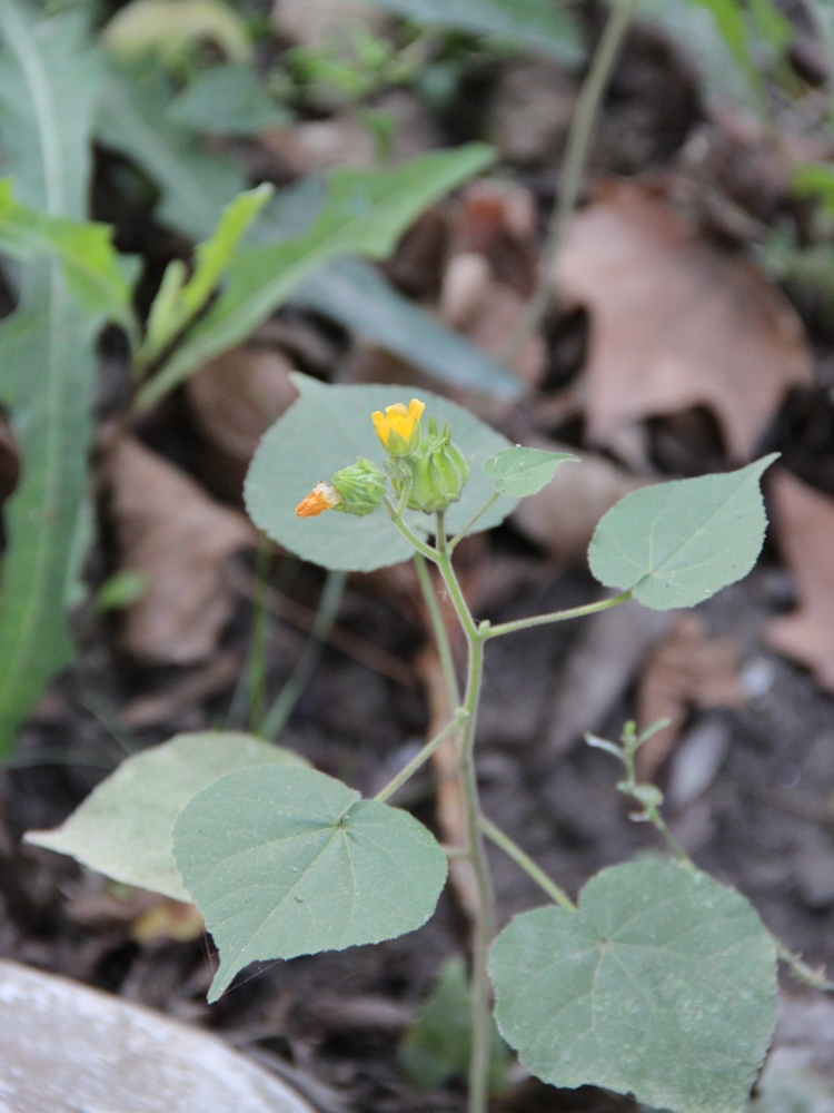 Image of Abutilon theophrasti specimen.