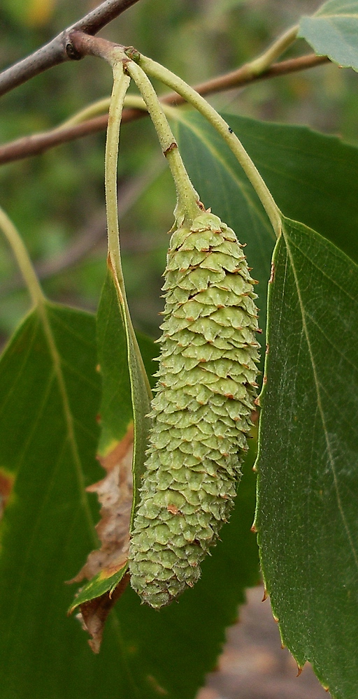 Изображение особи Betula borysthenica.