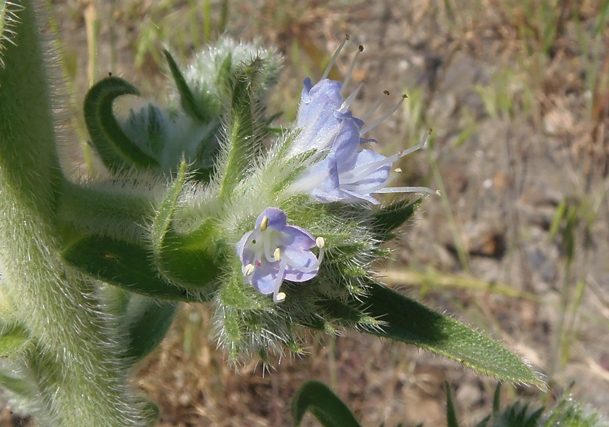 Image of Echium biebersteinii specimen.