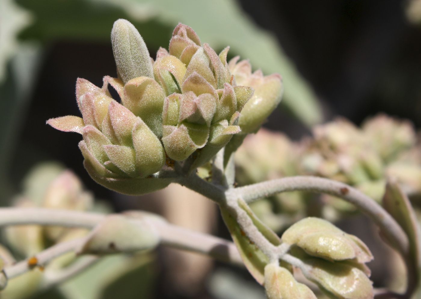 Изображение особи Kalanchoe beharensis.