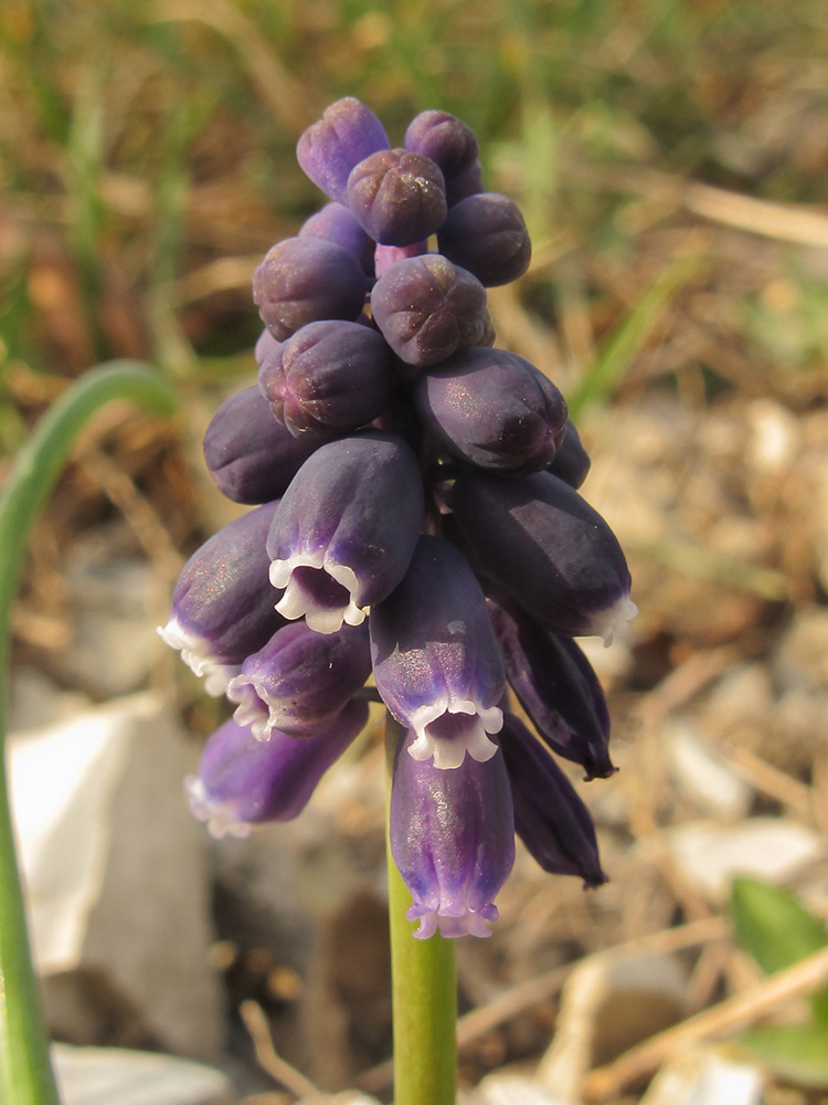 Изображение особи Muscari neglectum.