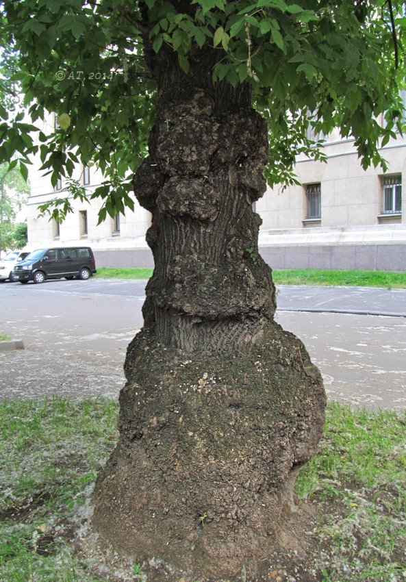 Image of Acer negundo specimen.