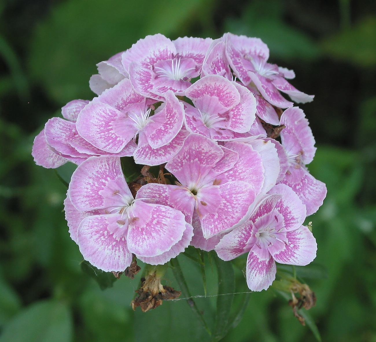 Image of Dianthus barbatus specimen.