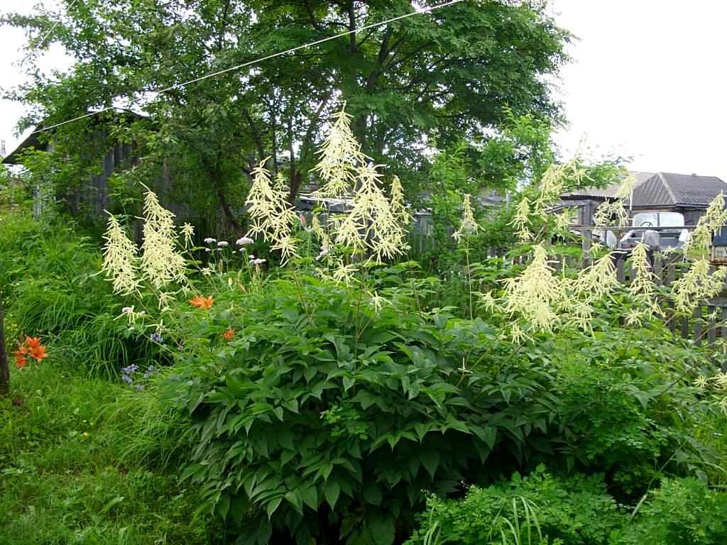 Изображение особи Aruncus dioicus.