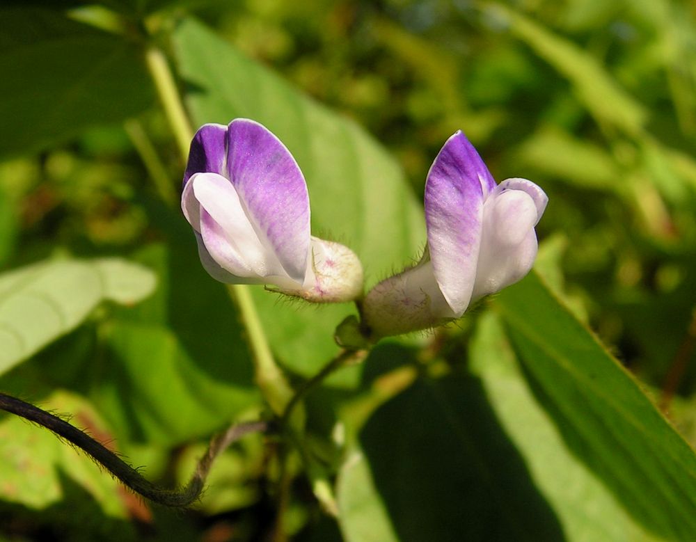 Изображение особи Amphicarpaea japonica.