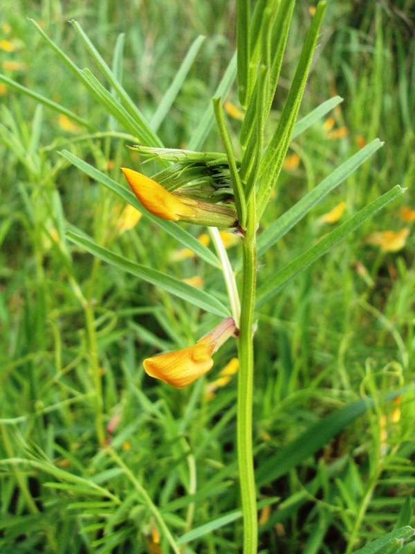 Изображение особи Vicia biebersteinii.