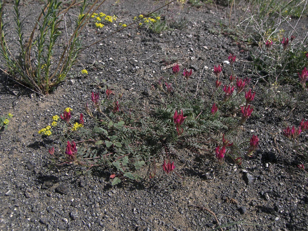 Image of Astragalus ornithopodioides specimen.