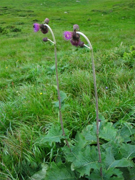 Image of Cirsium waldsteinii specimen.