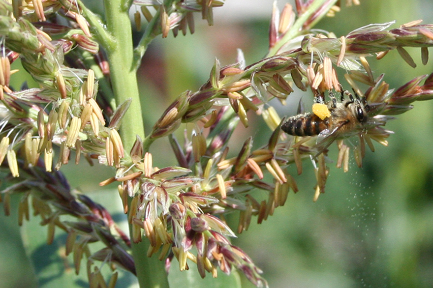 Image of Zea mays specimen.