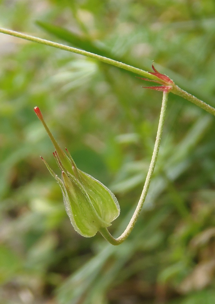 Изображение особи Geranium columbinum.