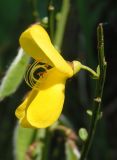 Sarothamnus scoparius