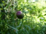 Cirsium serratuloides