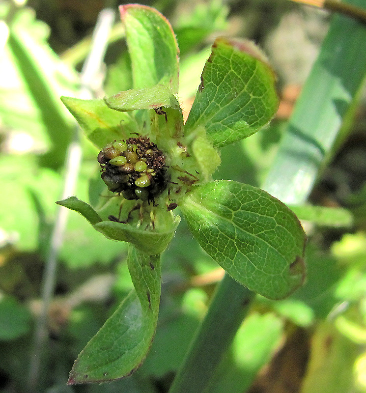 Изображение особи Potentilla reptans.