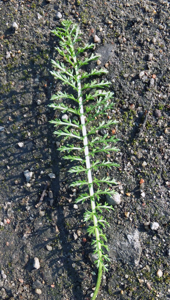 Image of Achillea millefolium specimen.