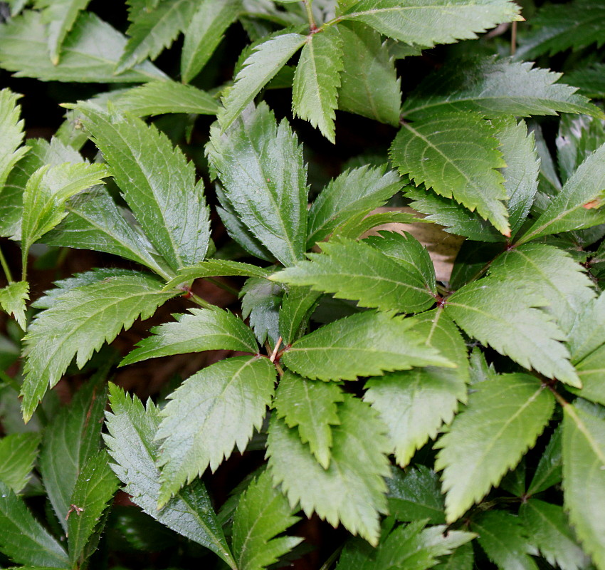 Image of genus Astilbe specimen.