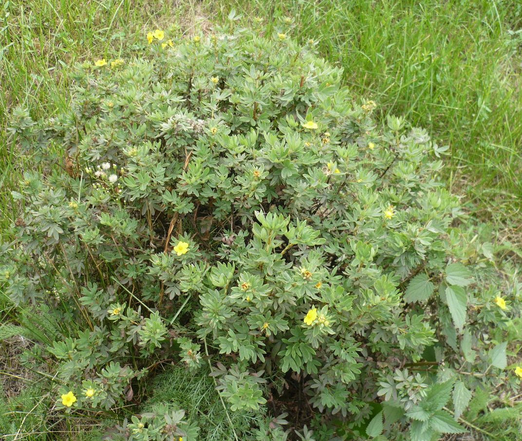 Image of Dasiphora fruticosa specimen.