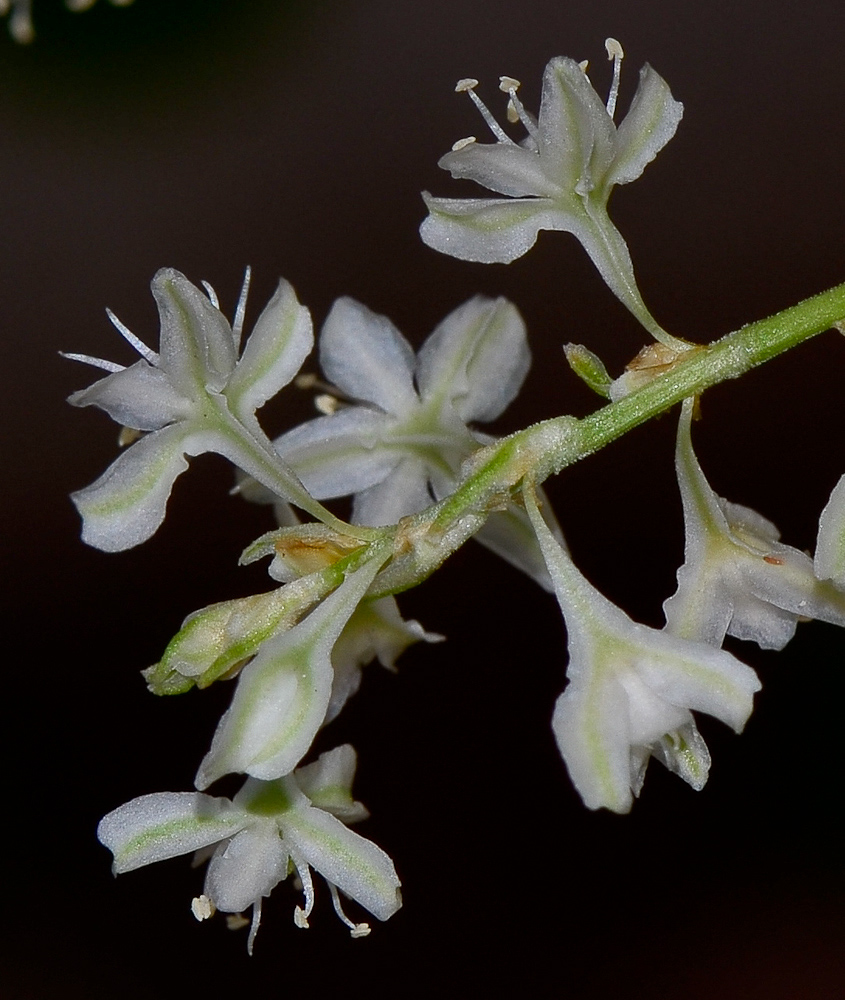 Image of Fallopia baldschuanica specimen.