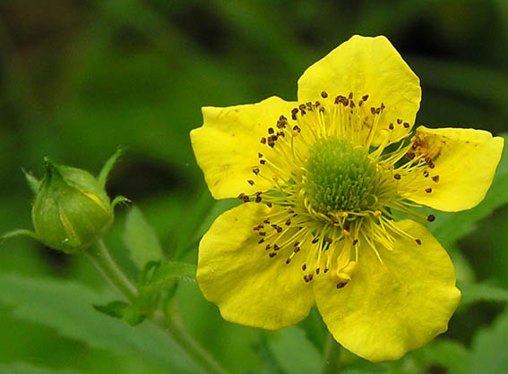 Изображение особи Geum aleppicum.