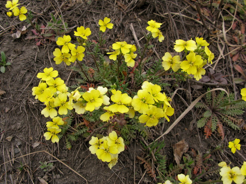 Image of Chorispora sibirica specimen.