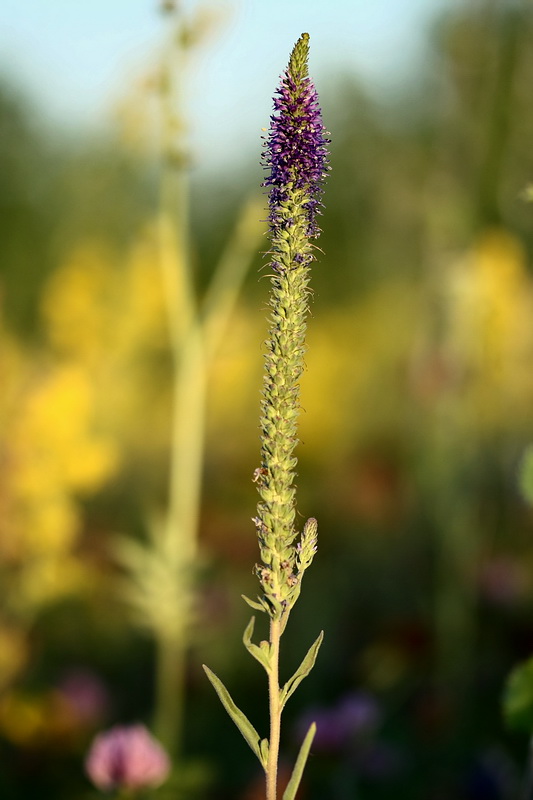 Image of Veronica spicata specimen.